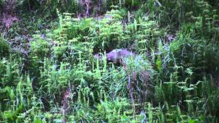 Badger emerging and collecting bedding by Chris Sydes 53 views 9 years ago 1 minute, 19 seconds