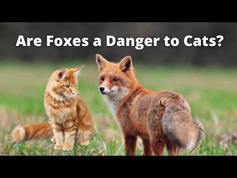 Video: Vil en ræv dræbe en kat?