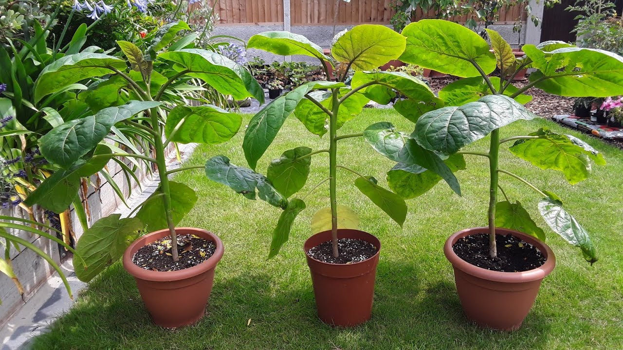Tamarillo / Tree Tomato, growing experiment with 3 different pruning