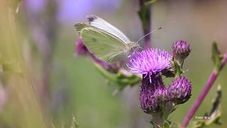 Large White butterfly butterfly (Pieris brassicae)