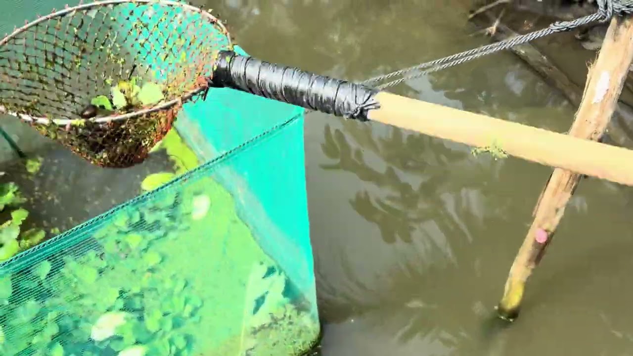 Về quê thăm bầy ốc một tháng rưỡi 