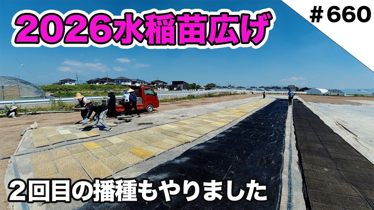2026水稲苗広げ 2回目の播種作業もやりました!