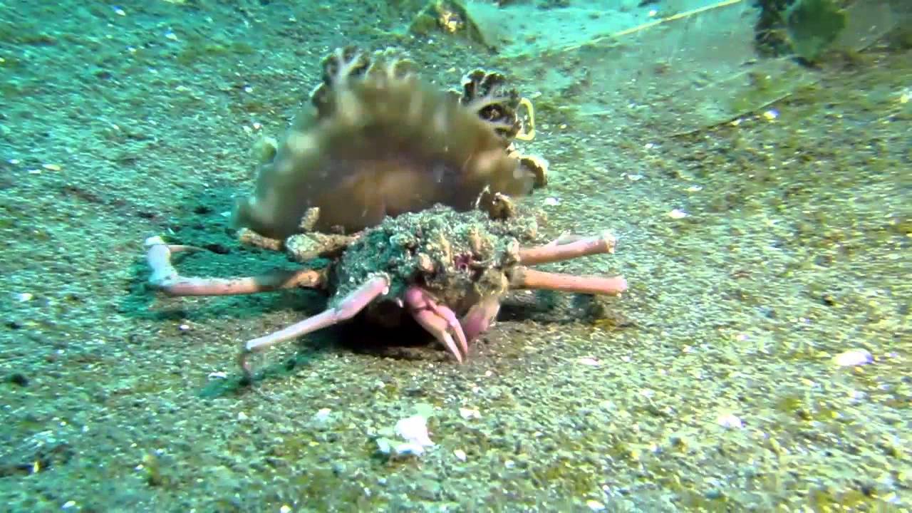upside down jellyfish carry