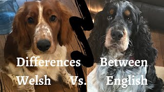 Differences between an English and a Welsh Springer Spaniel