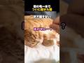 髪の毛一本でついに起きた猫