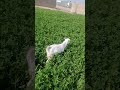 Baby Goats Eating Grass #goats #goatfarming #goatfarm #goat