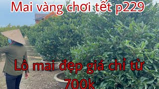 Mai vàng chơi Tết p229…..lh 0913 217 052, 0372 471 811