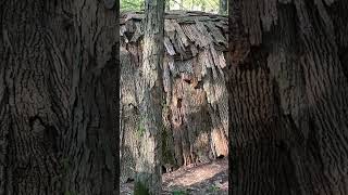 Native American Longhouse Build