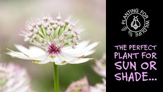 Astrantia major - the perfect plant for sun or shade
