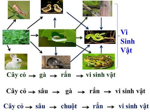 Vd Về Chuỗi Thức Ăn - Ôn tập chuỗi thức ăn, lưới thức ăn SINH 9