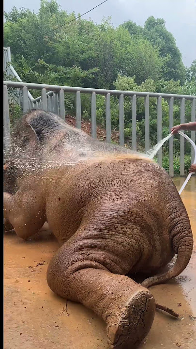 Bathing an elephant is a rare sight