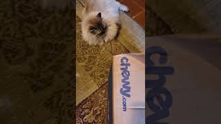 Huge Ragdoll,  Mr Misty waiting for me to open HIS BOX  from Chewy  his favorite cat litter by Zelda Zelda 20 views 3 months ago 1 minute, 19 seconds