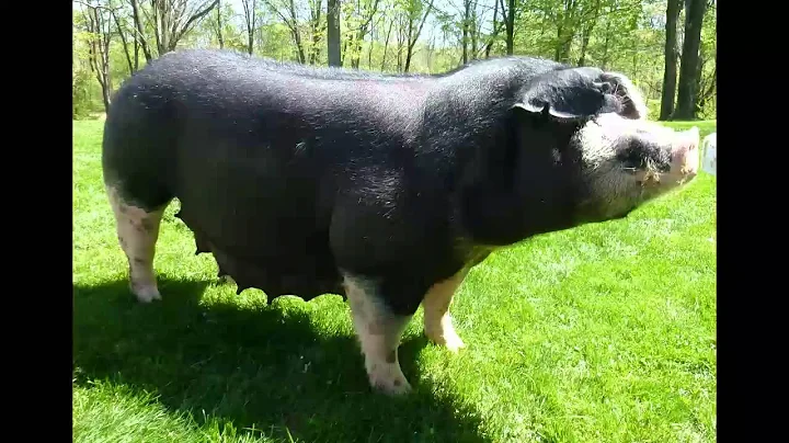 Wanda