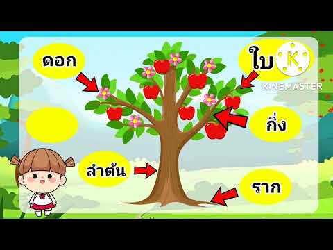 หน่วยต้นไม้ที่รัก เรื่องส่วนประกอบของต้นไม้
