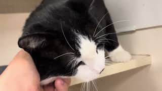 Cookie - Available for adoption at Priceless Pet Rescue