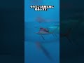 煮干しの頭みたいだけど、 人間の体を真っ二つにできる魚? #Shorts
