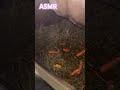 ASMR horse addition #bighorse #horse #equestrianjourney #equestrian #edit