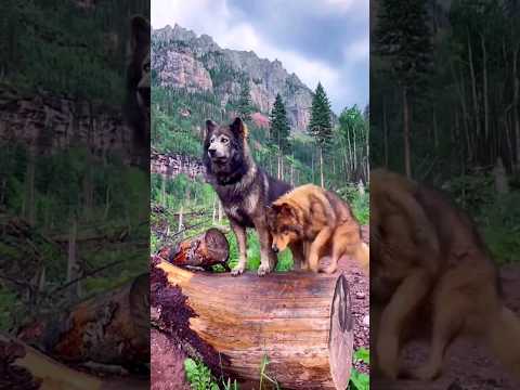 Проживи свою жизнь как волк . #motivation #волк #wolf #интересно #интересныефакты #авызнали