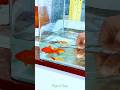 Never knew moving fish could be this satisfying 🤯🐠 #shortvideo #shorts#goldfish #aquarium