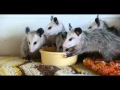 Baby Possums.avi