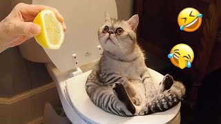 🐶🤣 Funny Dog And Cat Videos ❤️❤️ Funniest Animals 2024 # 11