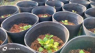 ra giỏ nhân giống cúc mâm xôi sau khi côn tàn nhân giống làm hoa Tết 2025