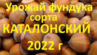 Урожай фундука сорта КАТАЛОНСКИЙ 2022 г
