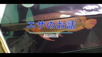 紅龍 Youtube 紅龍 Youtube