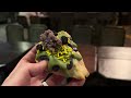 Star Wars Galaxy's Edge | Mossberry Biscuit Specialty Food | May the 4th by the Millennium Falcon 4K