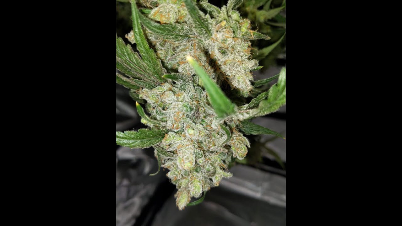 Solar flare 400w led & Citradelic Sunset harvest day 73 part 2