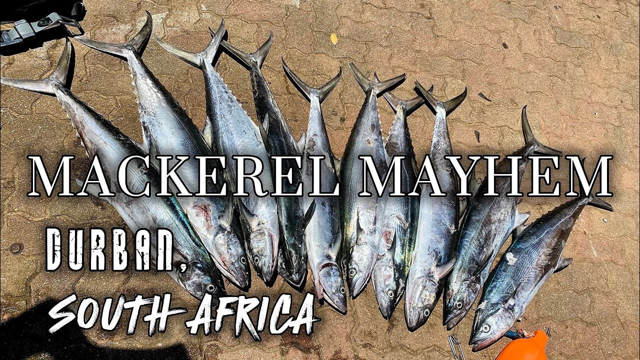 Mackerel MAYHEM - SPEARFISHING | Durban, South Africa (Natal Snoek)