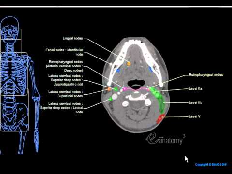 eAnatomy Head & Neck Lymph Nodes - YouTube