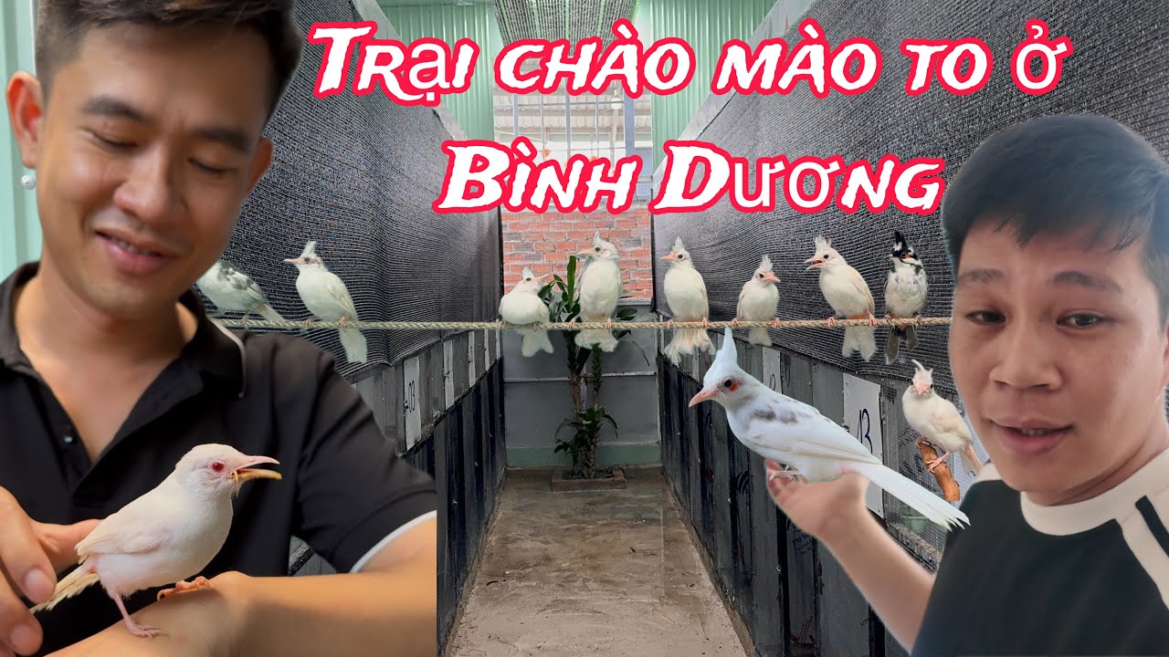 Trại Chim Chào Mào Bạch Tại Bình Dương Lại Bị Trung Chim Phá Nữa.