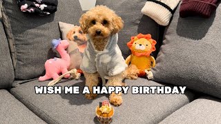 It’s My Dogs Birthday | Toy Poodle Nala Turns 2