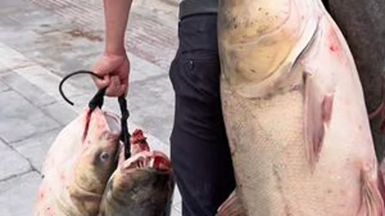 以鱼换物，老板刀子嘴豆腐心，谢谢你们的善良。钓几条大鱼以表谢意