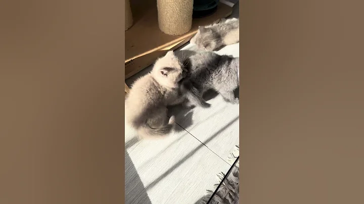 Watch the video about Adorable British Shorthair Kittens Play Fighting! 🥇🐈‍⬛ From Reputable Hobby Breeder 📍Duisburg
