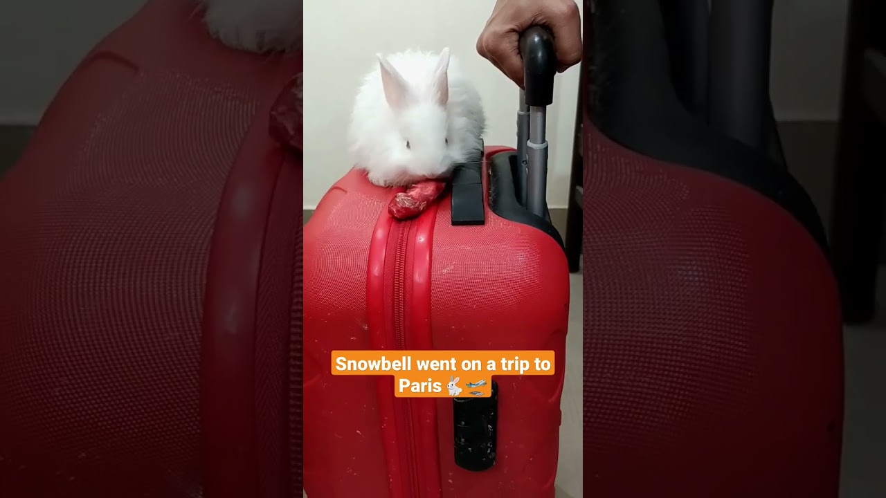 Cute White angora rabbit baby 