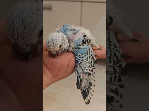 2 Haftalık Show Jumbo Yavrumuzun İlk Hareketleri! Bu Sevimliliğe Hazır mısın?