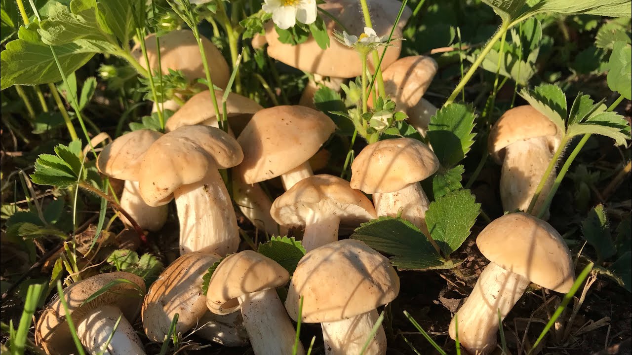 CALOCYBE GAMBOSA (PERRETXIKOS) 6 de Mayo 2022