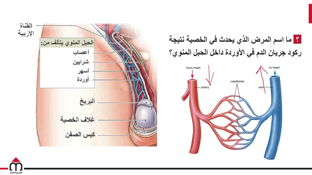 08- جهاز التكاثر الذكري (الجزء الثاني) - بكالوريا سوريا