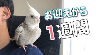 オカメインコお迎えから1週間の様子はこんな感じです