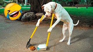 картинка: Смешни клипове (Част 3) 😂 Компилация със забавни животни 😸 Смешни котки и кучета