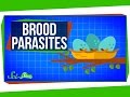 Brood Parasites