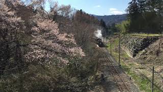 2019.4.4 秩父鉄道  桜 C58 363 パレオエクスプレス 『浦山口➡︎影森』