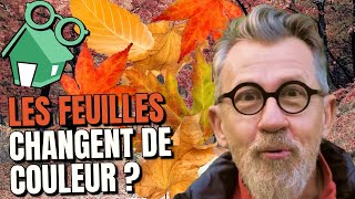 🍂 Pourquoi les feuilles changent de couleur et tombent en l'automne !?