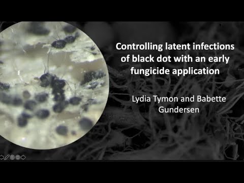 Controlling black dot in potatoes - Lydia Tymon