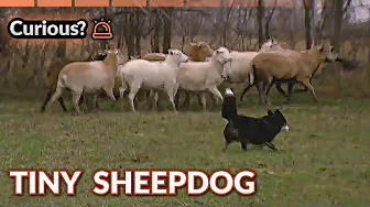 Tiny Corgi Proves Short Legs Can Herd Big Sheep