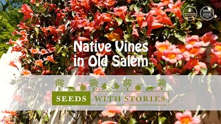 Native Vines in Old Salem