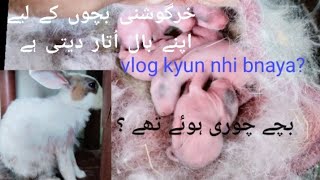 6 New Baby Bunnies Born Today! 🐰❤️#rabbit #pets