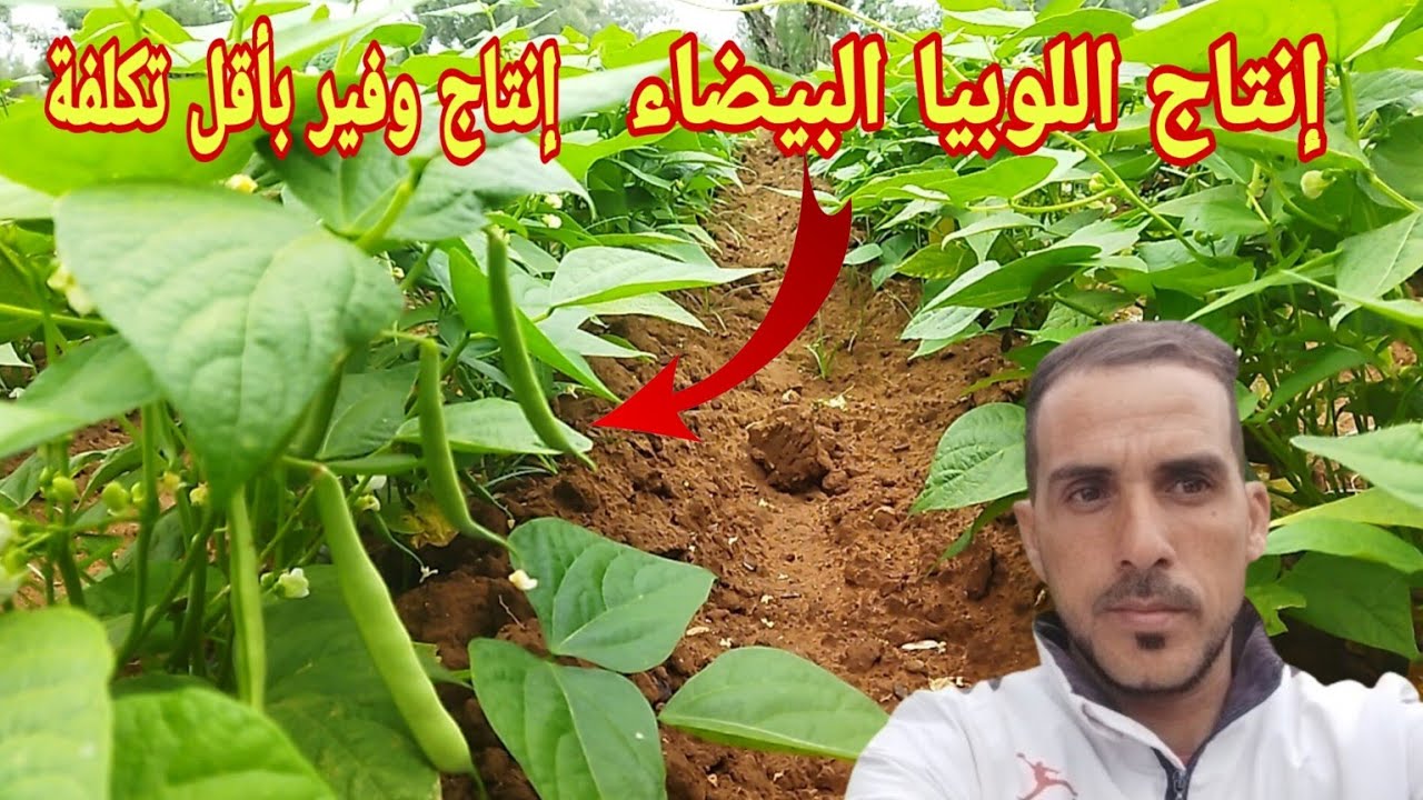 زراعة وإنتاج اللوبيا البيضاء 2024 كيف تحصل على إنتاج وفير